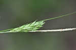 Darkgreen sedge